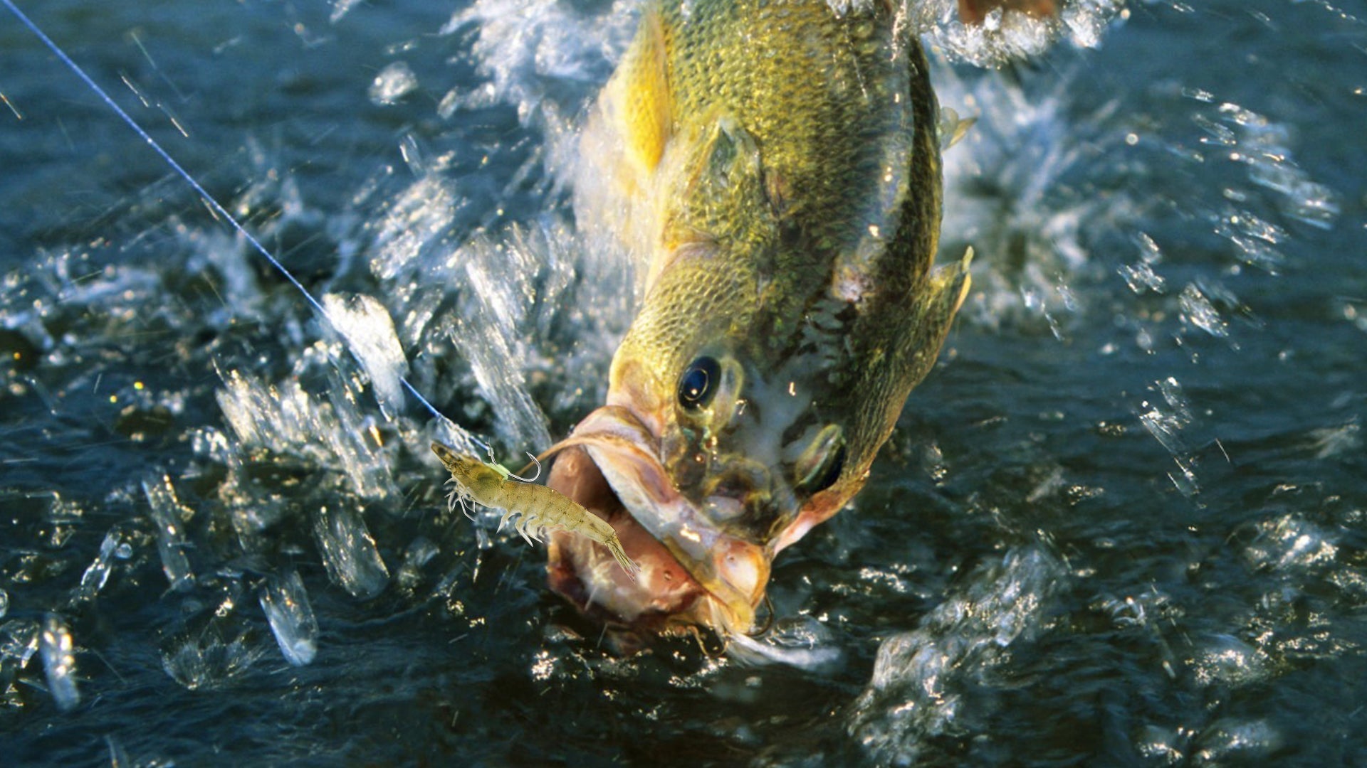 Come usare gli ami per gamberetti luminosi per la pesca notturna Kanama Come usare gli ami per gamberetti luminosi per la pesca notturna Kanama