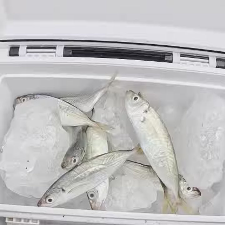 Kanama Smart Bait All-in-One Sale