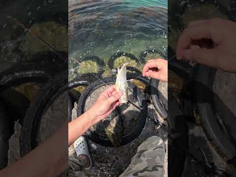 Kanama Smart Bait Mini Sale
