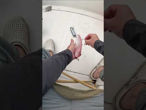 Kanama Smart Bait Pro
